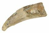 Fossil Pterosaur (Siroccopteryx) Tooth - Morocco #235001-1